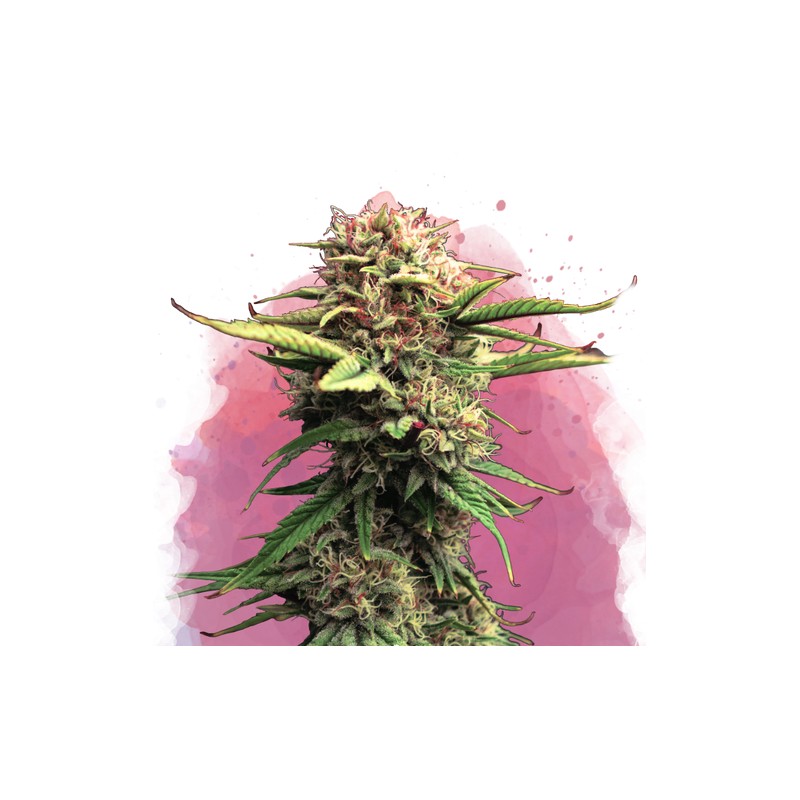 JOCK HORROR · Nirvana Seeds · semi di canapa indiana  ·  Fem