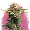 JOCK HORROR · Nirvana Seeds · cannabis seeds  ·  Fem