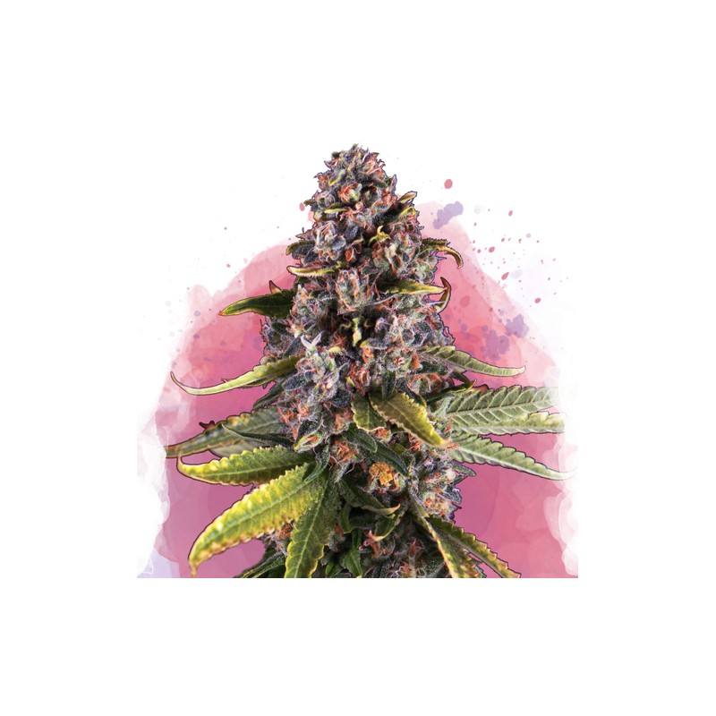 RASPBERRY COUGH · Nirvana Seeds · sementes de maconha · Fem