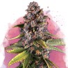 RASPBERRY COUGH · Nirvana Seeds · cannabis seeds · Fem