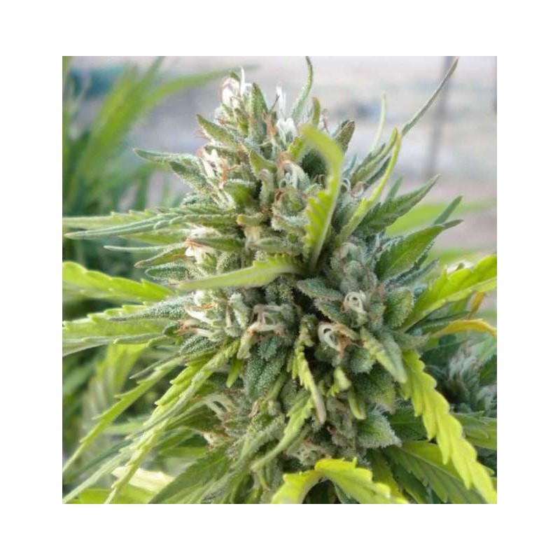WHITE RHINO · Nirvana Seeds · semi di canapa · Fem