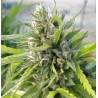 WHITE RHINO · Nirvana Seeds · semi di canapa · Fem