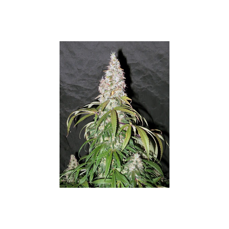STERLING HAZE · Nirvana Seeds · sementes de maconha · Fem