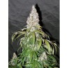 STERLING HAZE · Nirvana Seeds · semi di canapa · Fem