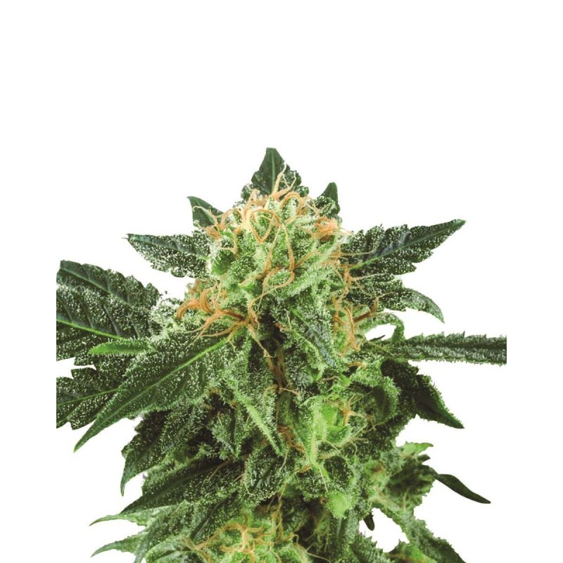 SHORT RIDER AUTO · Nirvana Seeds · semi di canapa · AutoFem