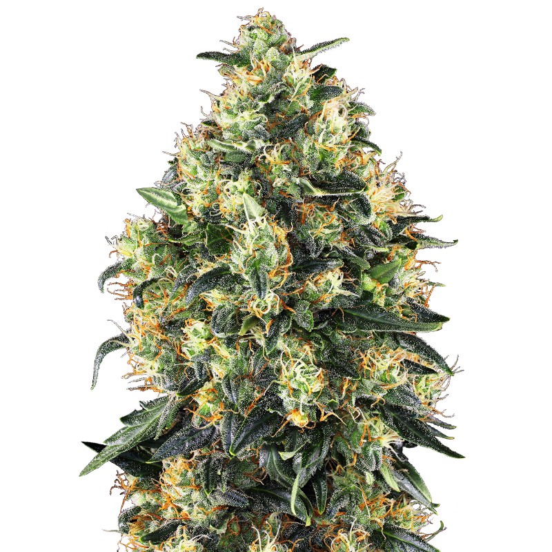 SUPER SKUNK AUTO · Sensi Seeds · sementes de maconha · AutoFem