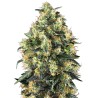 SUPER SKUNK AUTO · Sensi Seeds · semi di canapa indiana · AutoFem