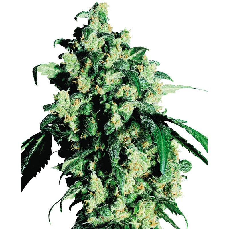SUPER SKUNK · Sensi Seeds · semi di canapa · Fem