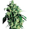 SUPER SKUNK · Sensi Seeds · semi di canapa · Fem