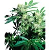 SKUNK KUSH · Sensi Seeds · semi di canapa · Fem