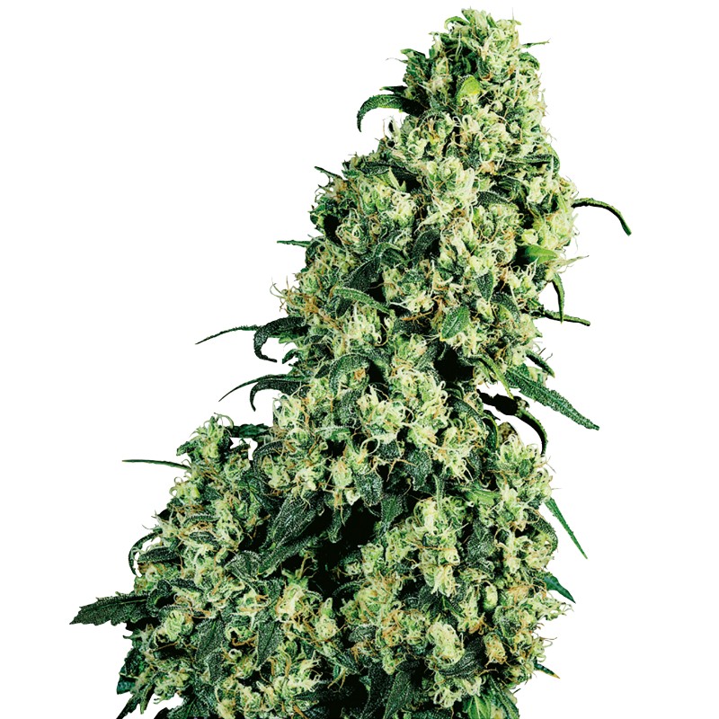 SKUNK 1 · Sensi Seeds · semi di canapa · Fem