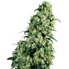 SKUNK 1 · Sensi Seeds · semi di canapa · Fem