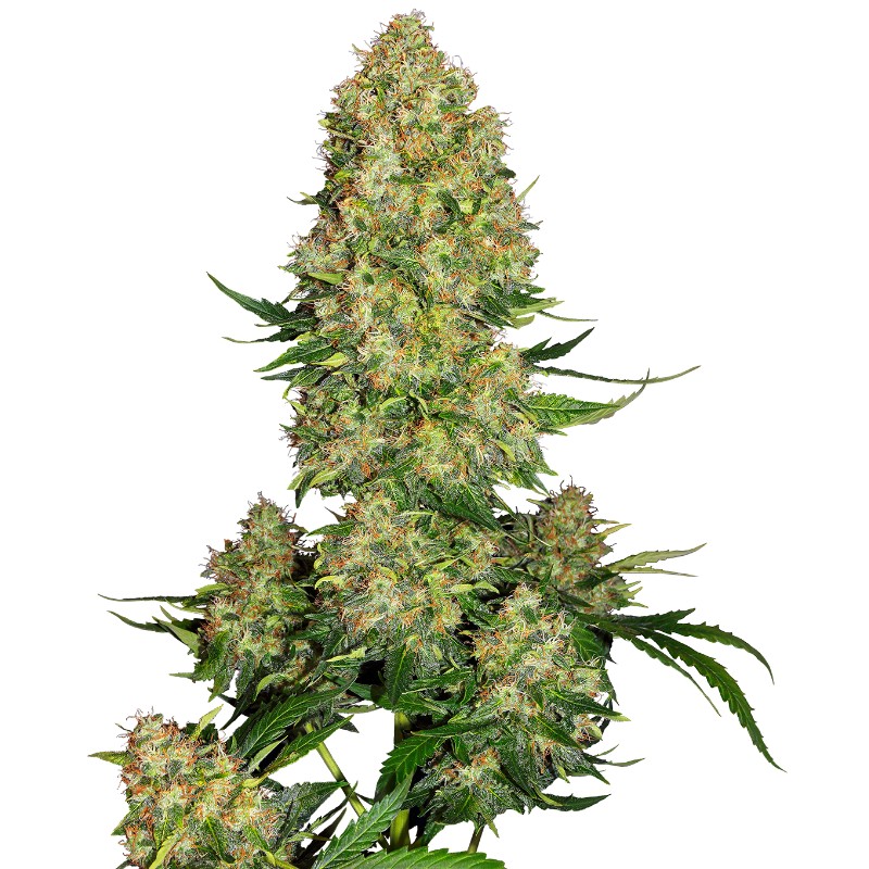 SKUNK 1 AUTO · Sensi Seeds · cannabis seeds · AutoFem