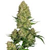 SKUNK 1 AUTO · Sensi Seeds · semi di canapa indiana · AutoFem