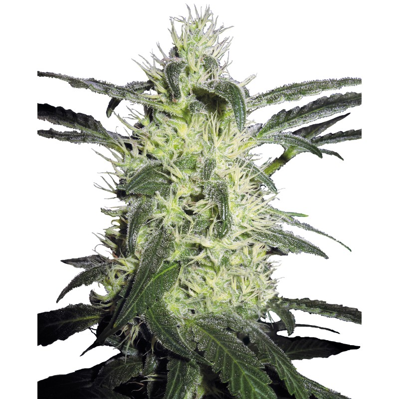 SILVER HAZE · Sensi Seeds · semi di canapa · Fem