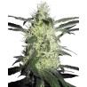 SILVER HAZE · Sensi Seeds · semi di canapa · Fem