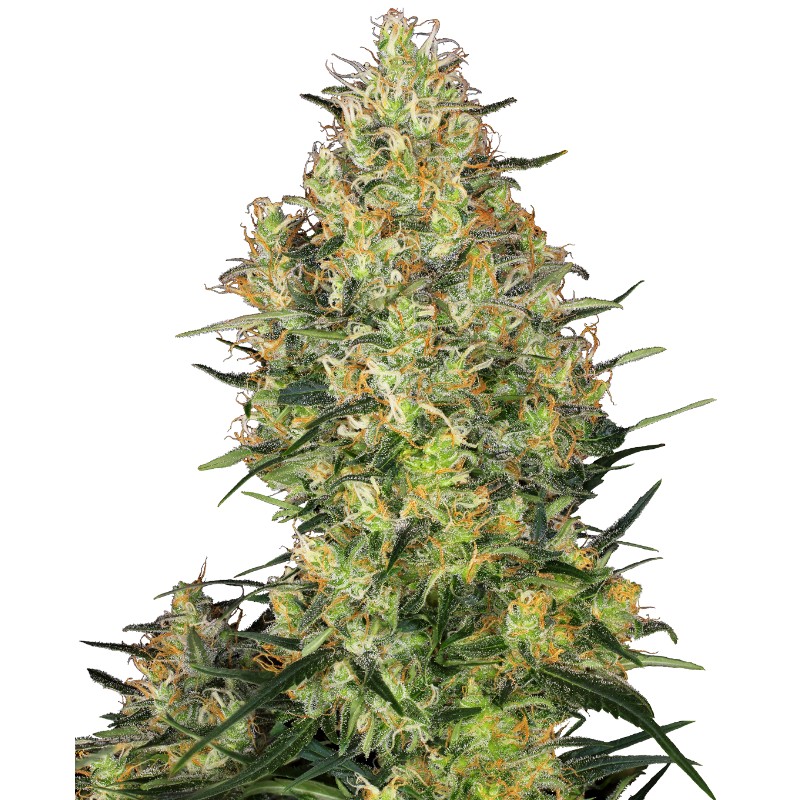 SHIVA SKUNK · Sensi Seeds · kaufen cannabis samen · Fem