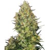 SHIVA SKUNK · Sensi Seeds · semi di canapa · Fem