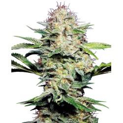 SENSI SKUNK AUTOMATIC · Sensi Seeds · kenevir tohum · AutoFem