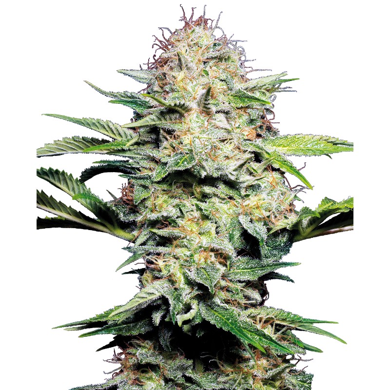 SENSI SKUNK AUTOMATIC · Sensi Seeds · sementes de maconha · AutoFem