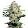 SENSI SKUNK AUTOMATIC · Sensi Seeds · semi di canapa indiana · AutoFem