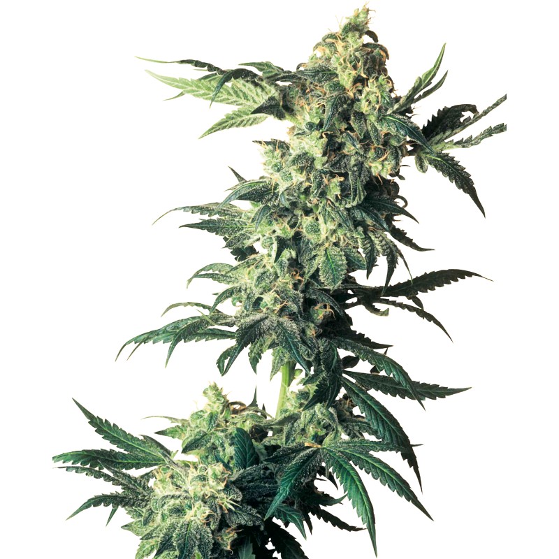 NORTHERN LIGHTS · Sensi Seeds · semi di canapa indiana · Fem