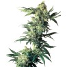 NORTHERN LIGHTS · Sensi Seeds · semi di canapa indiana · Fem