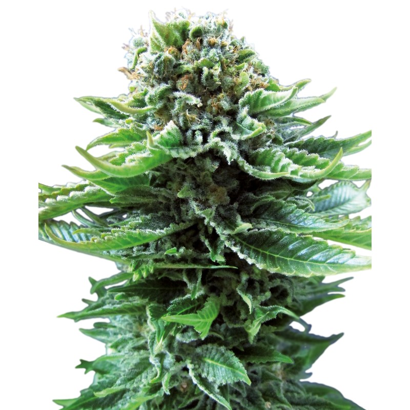 NORTHERN LIGHTS AUTO · Sensi Seeds · semi di canapa indiana · AutoFem