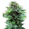 NORTHERN LIGHTS AUTO · Sensi Seeds · semi di canapa indiana · AutoFem