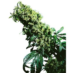 NORTHERN LIGHTS 5 X HAZE · Sensi Seeds · kenevir tohum · Disi · Fem