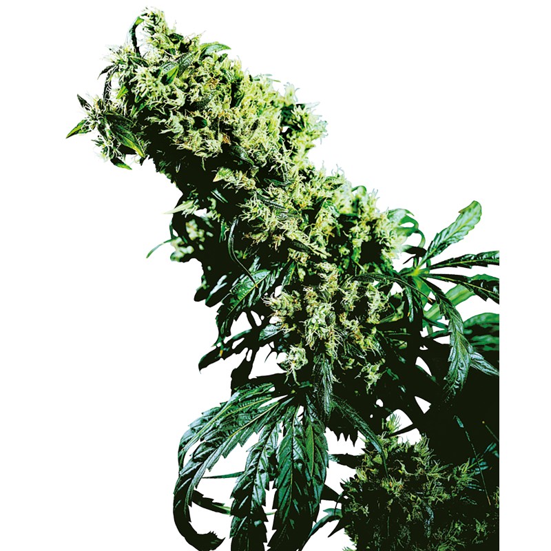 NORTHERN LIGHTS 5 X HAZE · Sensi Seeds · semi di canapa · Fem