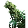 NORTHERN LIGHTS 5 X HAZE · Sensi Seeds · semi di canapa · Fem