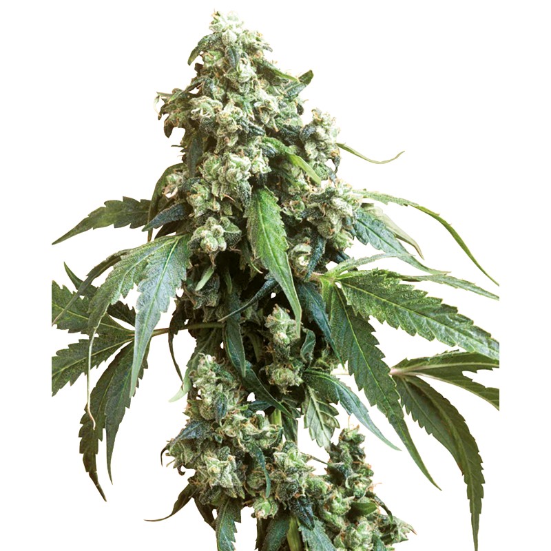 JACK FLASH 5 · Sensi Seeds · semi di canapa · Fem