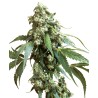 JACK FLASH 5 · Sensi Seeds · semi di canapa · Fem