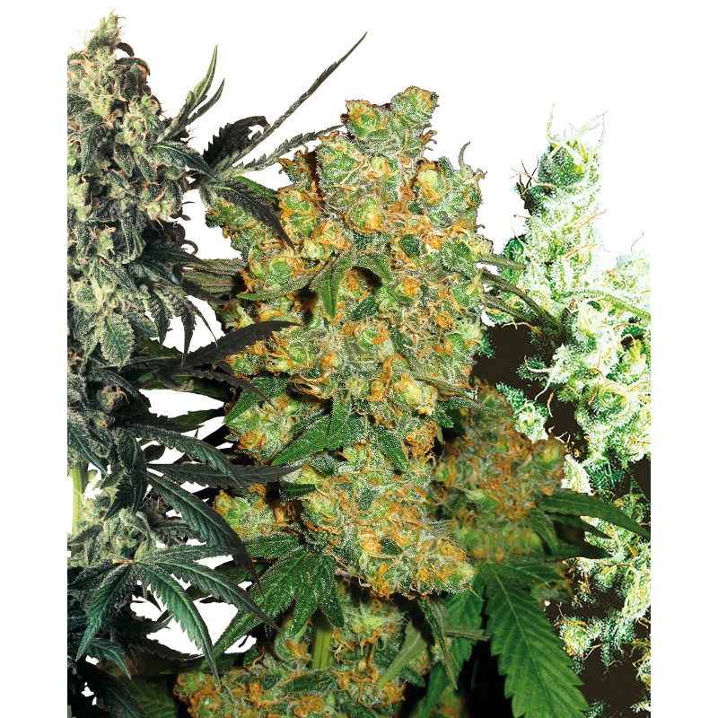 FEMINIZED MIX · Sensi Seeds · semi di canapa · Fem