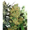 FEMINIZED MIX · Sensi Seeds · semi di canapa · Fem