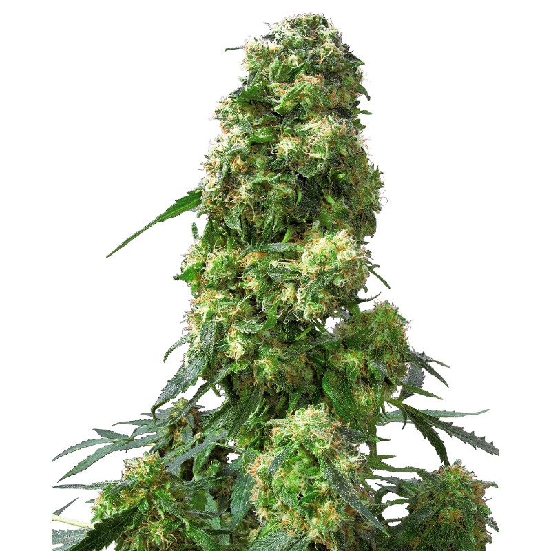 EARLY SKUNK · Sensi Seeds · kaufen cannabis samen · Fem