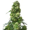 EARLY SKUNK · Sensi Seeds · semi di canapa · Fem