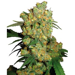 BIG BUD · Sensi Seeds · kenevir tohum · Disi · Fem