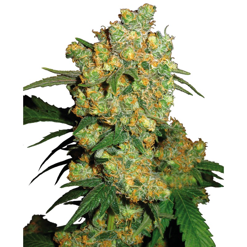 BIG BUD · Sensi Seeds ·  semi di canapa · Fem