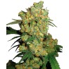 BIG BUD · Sensi Seeds ·  semi di canapa · Fem