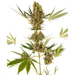 ALPINE DELIGHT CBD AUTO · Sensi Seeds · kenevir tohum ·  AutoFem