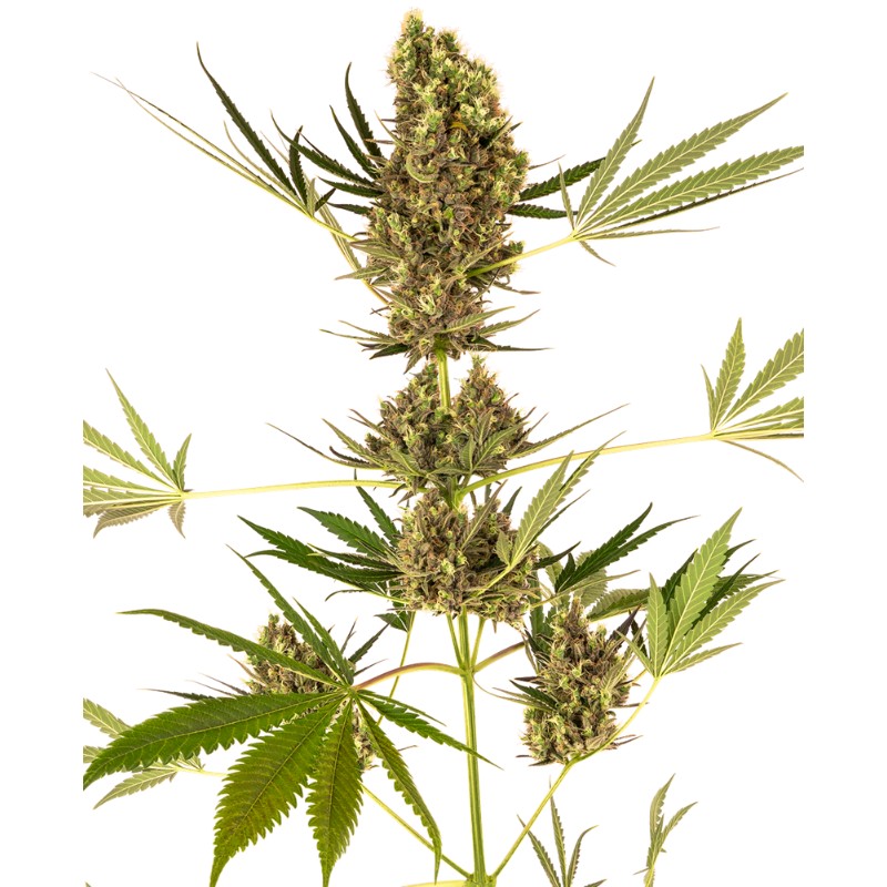ALPINE DELIGHT CBD AUTO · Sensi Seeds · semi di canapa indiana · AutoFem