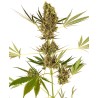 ALPINE DELIGHT CBD AUTO · Sensi Seeds · semi di canapa indiana · AutoFem