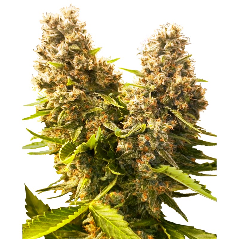 BANANA KUSH CAKE AUTO · Sensi Seeds · kenevir tohum ·  AutoFem