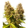 BANANA KUSH CAKE AUTO · Sensi Seeds · cannabis samen · AutoFem
