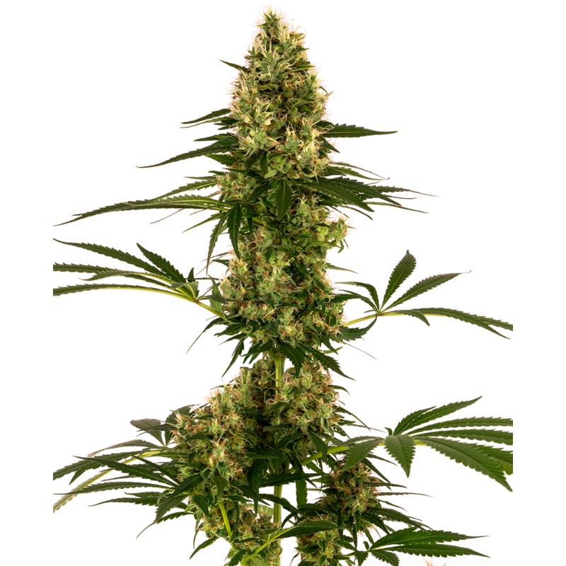 BLUE BULLET AUTO · Sensi Seeds · semi di canapa indiana · AutoFem