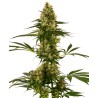 BLUE BULLET AUTO · Sensi Seeds · sementes de maconha · AutoFem