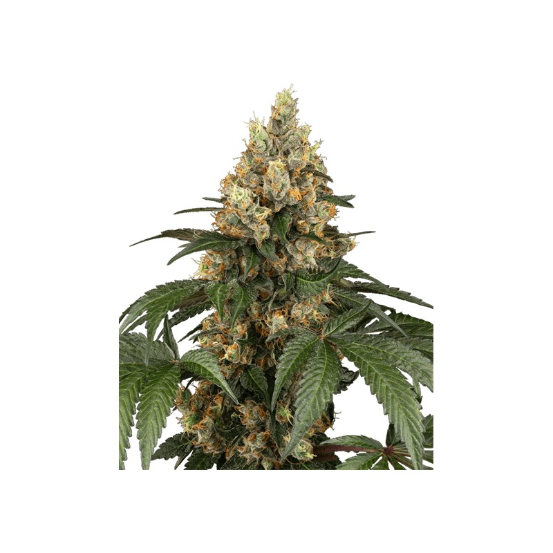 CHOCOLATE RAINBOW XXL · Sensi Seeds · semi di canapa · Fem