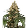 CHOCOLATE RAINBOW XXL · Sensi Seeds · semi di canapa · Fem